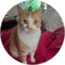 Joni profile picture